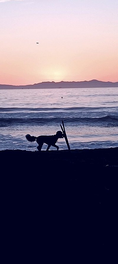 Sunset and dog